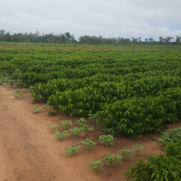 EDIÇÃO 01 Fazenda com 24 Hectares 15mil pés de café 6 tanques com Peixes,Curral,Sede ou 1 Milhão no Pix