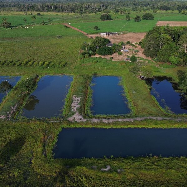 EDIÇÃO 01 Fazenda com 24 Hectares 15mil pés de café 6 tanques com Peixes,Curral,Sede ou 1 Milhão no Pix