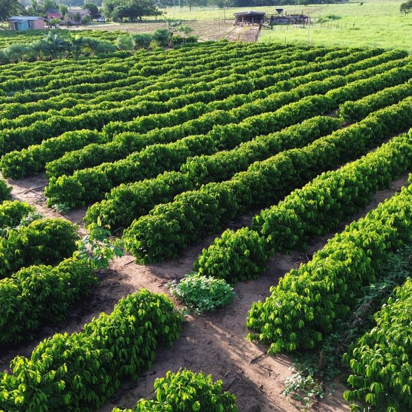 EDIÇÃO 01 Fazenda com 24 Hectares 15mil pés de café 6 tanques com Peixes,Curral,Sede ou 1 Milhão no Pix